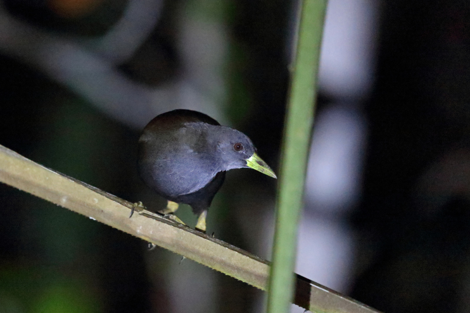 image Pale-vented Bush-hen